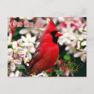 Ohio Staat Bird - Nordlicher Kardinal Postkarte
