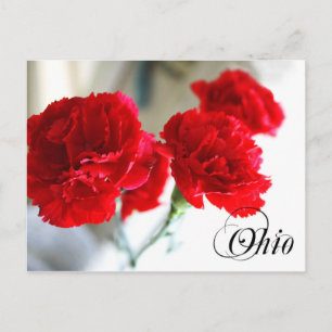 Ohio Staat Blume: Red Carnation Postkarte