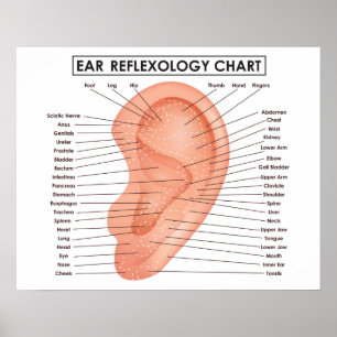 Ohr-Reflexzonenmassage-Diagramm 20" x 16", (Lech-) Poster