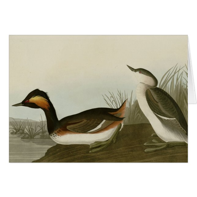 Ohriger Grebe (Vorderseite (Horizontal))