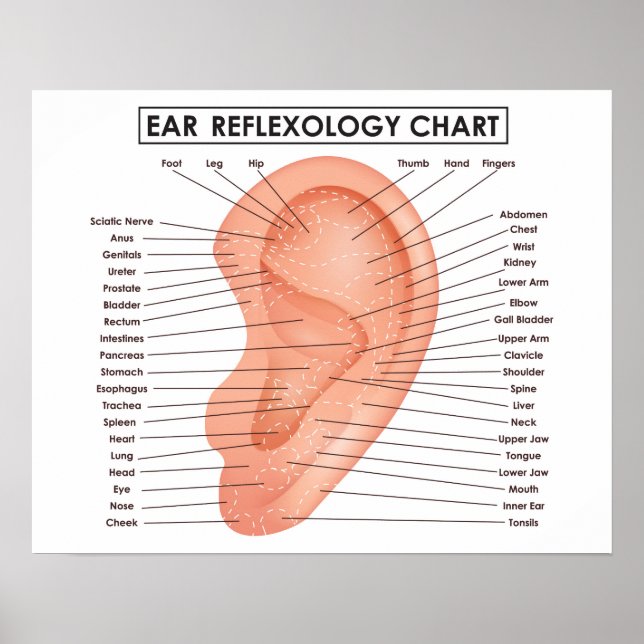 Ohrreflexologie Diagramm 20" x 16", (Matte) Poster (Vorne)