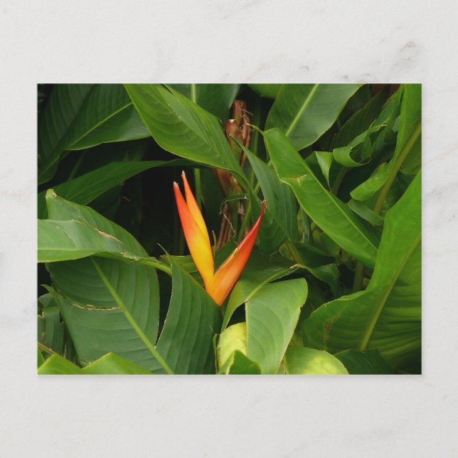 Oiseau-de-Paradis - Martinique, FWI Postkarte (Vorderseite)
