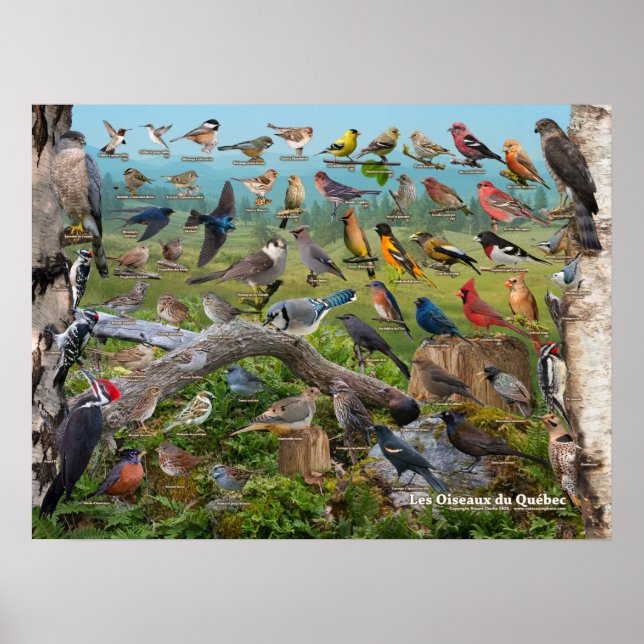 Oiseaux du Québec Poster (Vorne)