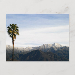 Ojai Palm Postkarte