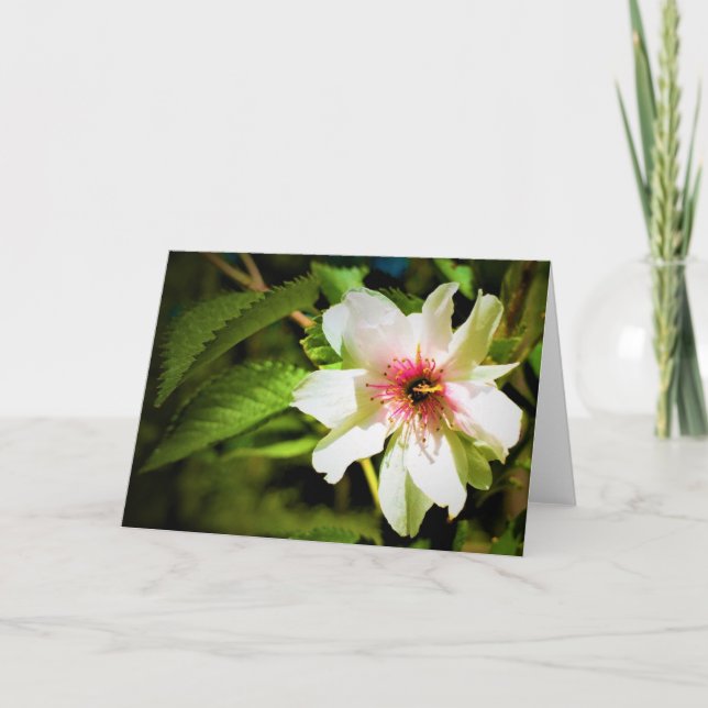 Okame Cherry Tree Blossom, Karte (Vorderseite)