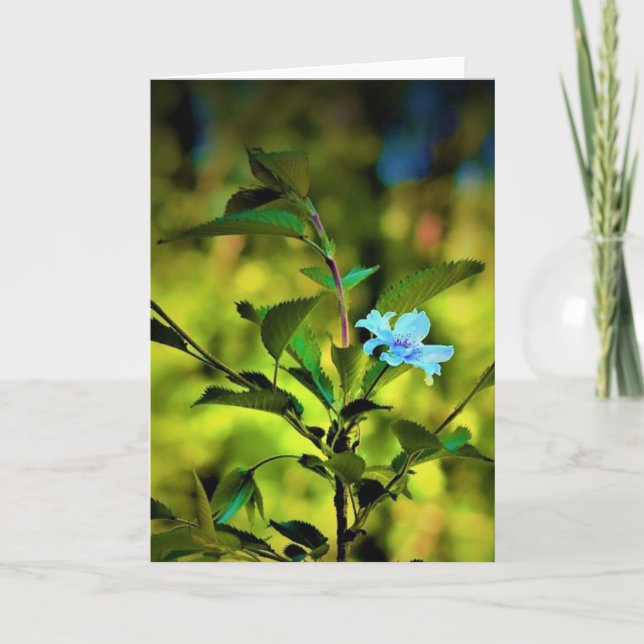 Okame Cherry Tree Blossom, Karte (Vorderseite)