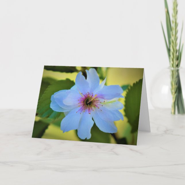 Okame Cherry Tree, Karte (Vorderseite)