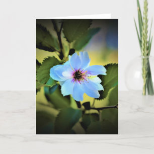 Okame Cherry Tree, Karte