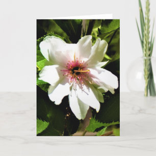 Okame Cherry Tree, Karte