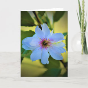 Okame Cherry Tree, Karte