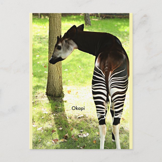 Okapi, Angola, Afrika Postkarte (Vorderseite)