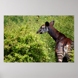 Okapi in der Vegetation Poster