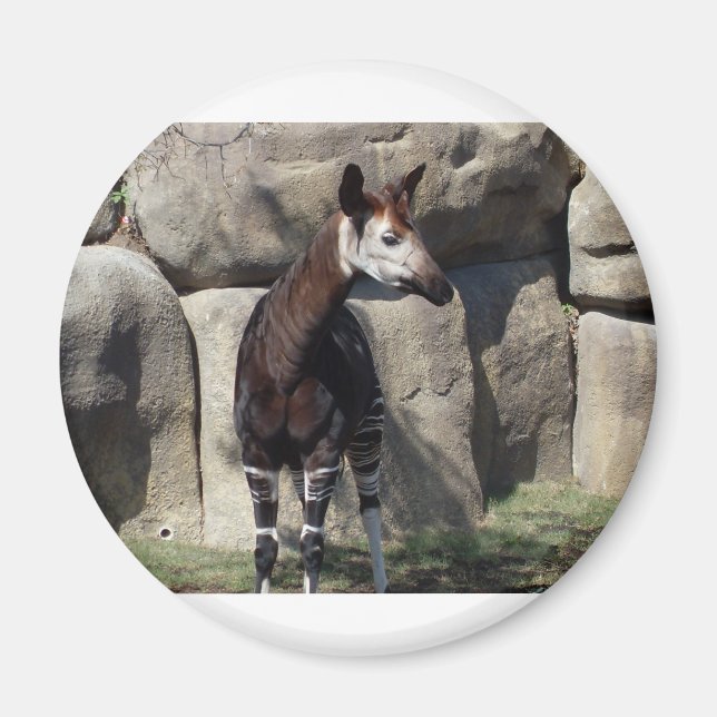 Okapi Magnet (Vorne)