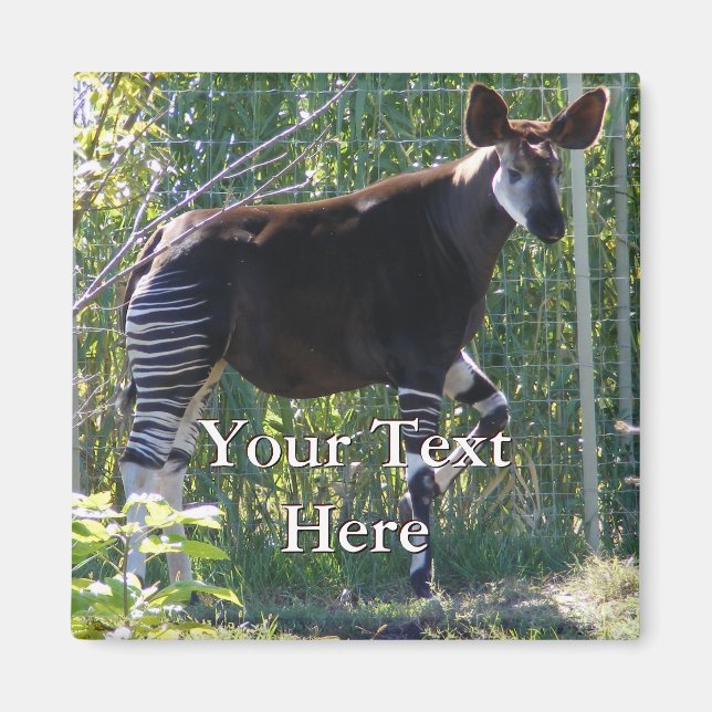 Okapi Magnet (Vorne)