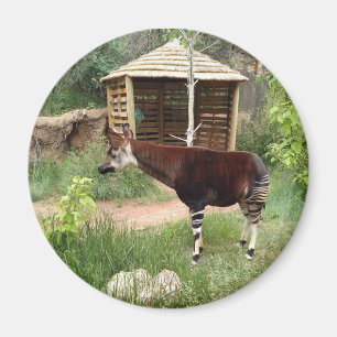 Okapi-Magnet Magnet