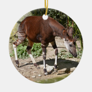 Okapi (Okapia johnstoni) in der Nähe von Teich unt Keramik Ornament