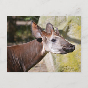 Okapi-Portrait Postkarte