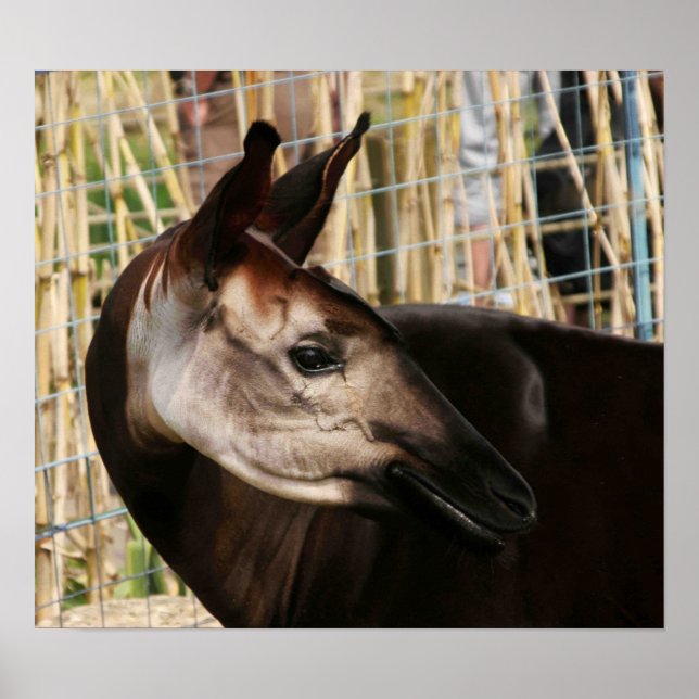 Okapi Poster (Vorne)