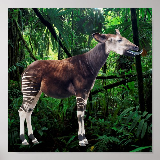 Okapi Poster (Vorne)