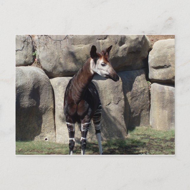 Okapi Postkarte (Vorderseite)