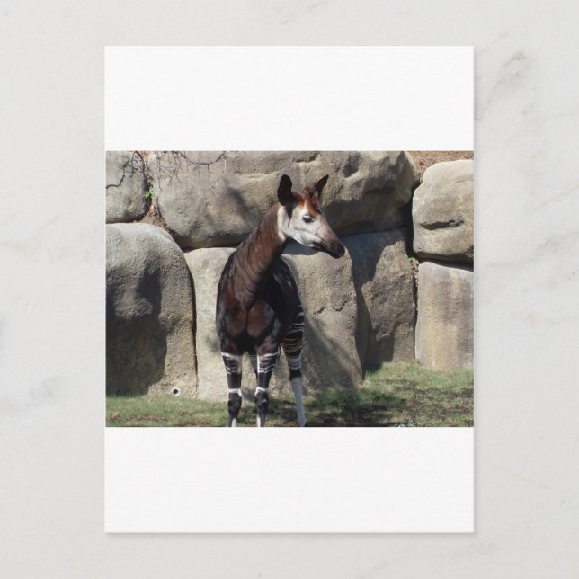 Okapi Postkarte (Vorderseite)