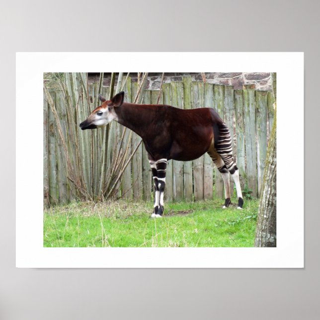 Okapi stehend durch einen Zaun Poster (Vorne)