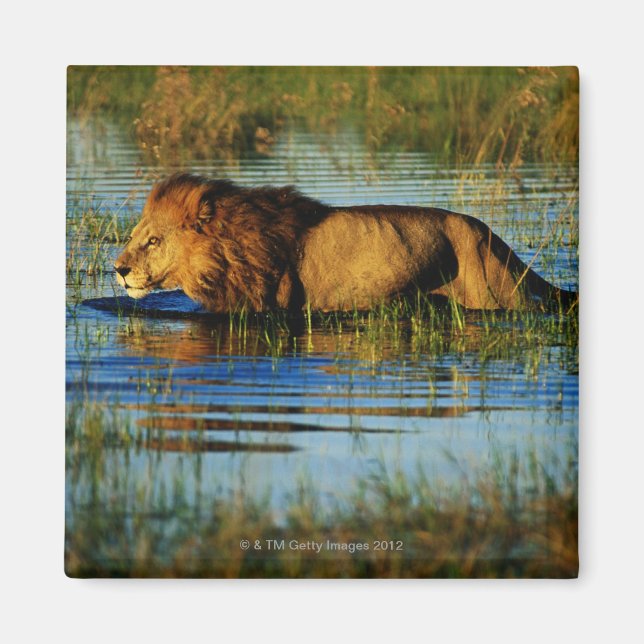 Okavango-Delta, Botsuana 3 Magnet (Vorne)