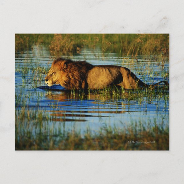 Okavango-Delta, Botsuana 3 Postkarte (Vorderseite)