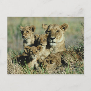 Okavango-Delta, Botsuana Postkarte