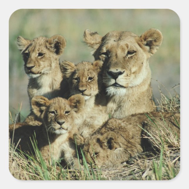Okavango-Delta, Botsuana Quadratischer Aufkleber (Vorderseite)