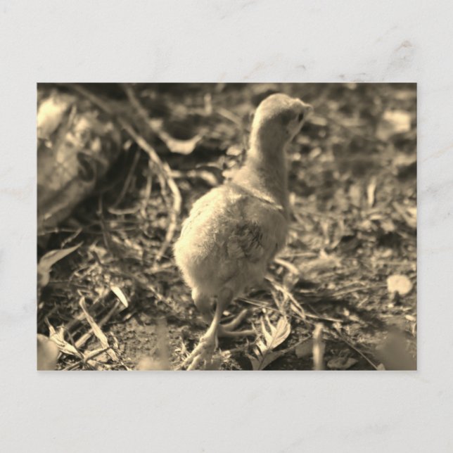 Okay, Tschüss! - Postkarte (Vorderseite)