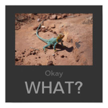 Okay, What? Collared Lizard poster