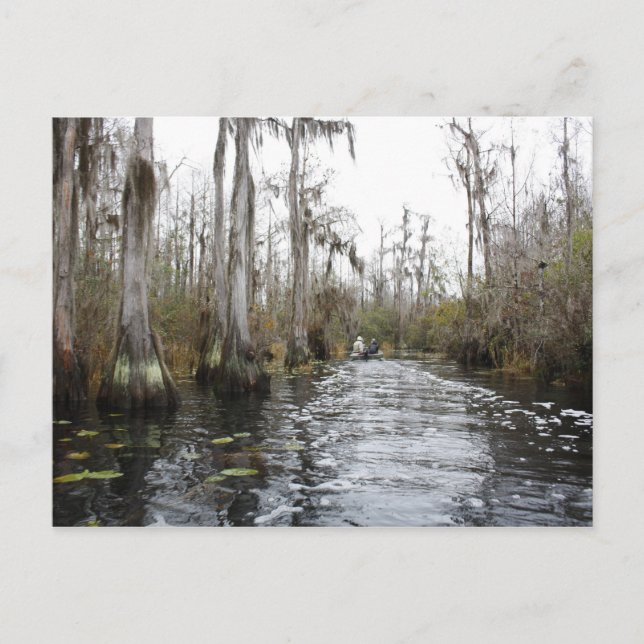 Okefenokee Swamp, Georgien Postkarte (Vorderseite)