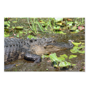 Okefenokee Swamp Park Alligator Foto Printwerbung