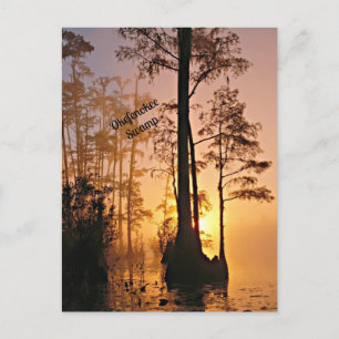 Okefenokee Swamp Postkarte