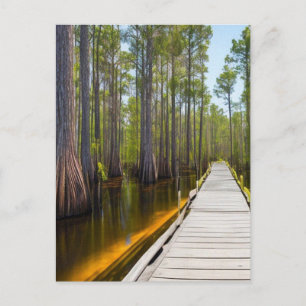 Okefenokee Swamp Postkarte