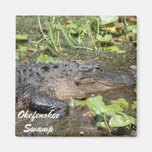 Okefenokee Swamp Waycross Georgia Alligator Magnet