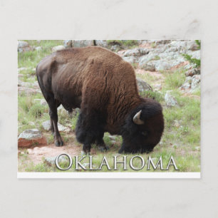 Oklahoma Bison Postkarte