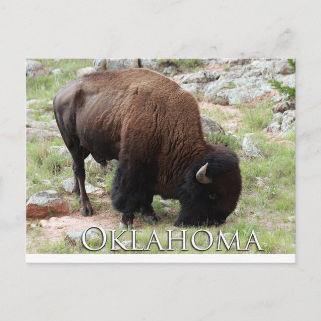 Oklahoma Bison Postkarte (Vorderseite)