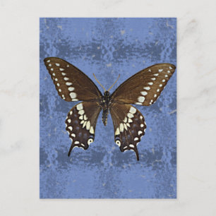 Oklahoma Black Frack Butterfly Postkarte