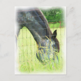 Oklahoma Pferde 3 Postkarte
