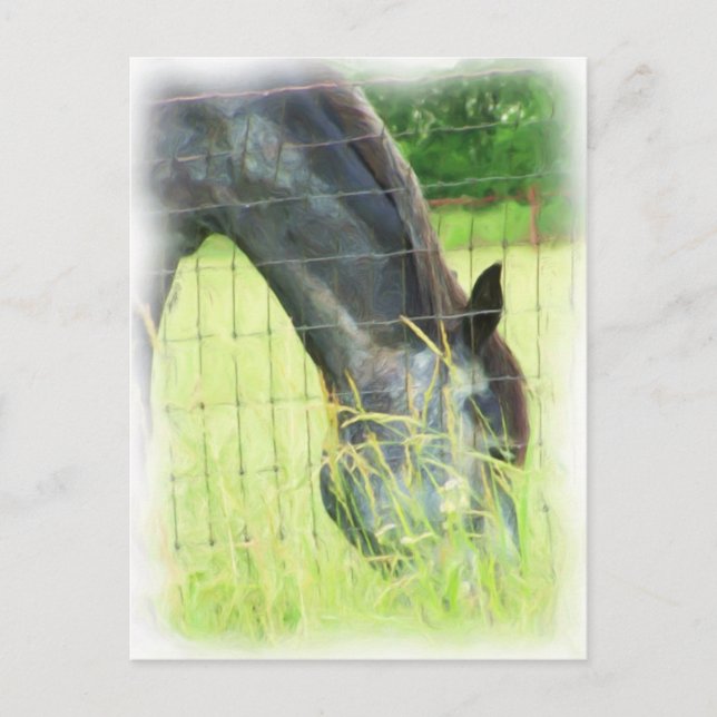 Oklahoma Pferde 3 Postkarte (Vorderseite)