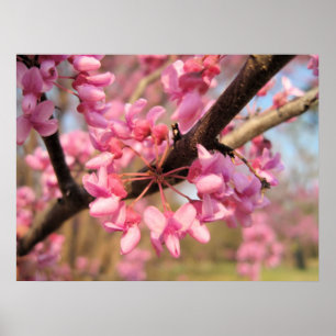 Oklahoma Redbud Blossoms II Print Poster