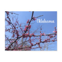 Oklahoma Redbud Postkarte