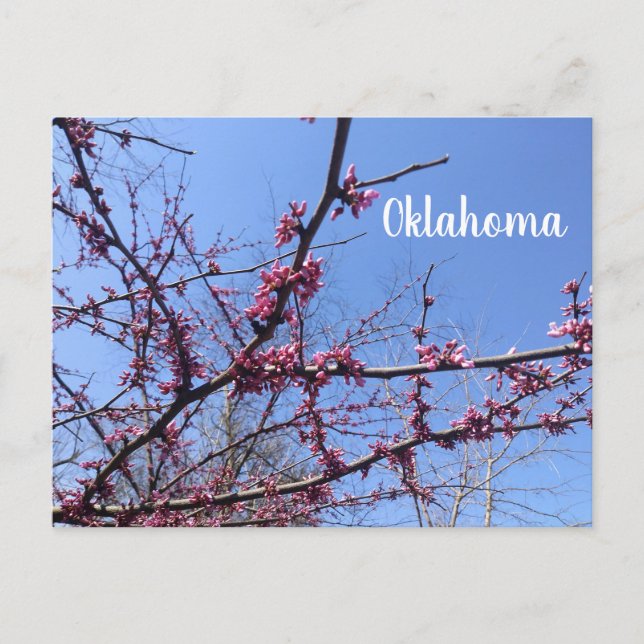 Oklahoma Redbud Postkarte (Vorderseite)