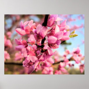 Oklahoma Redbud Print Poster