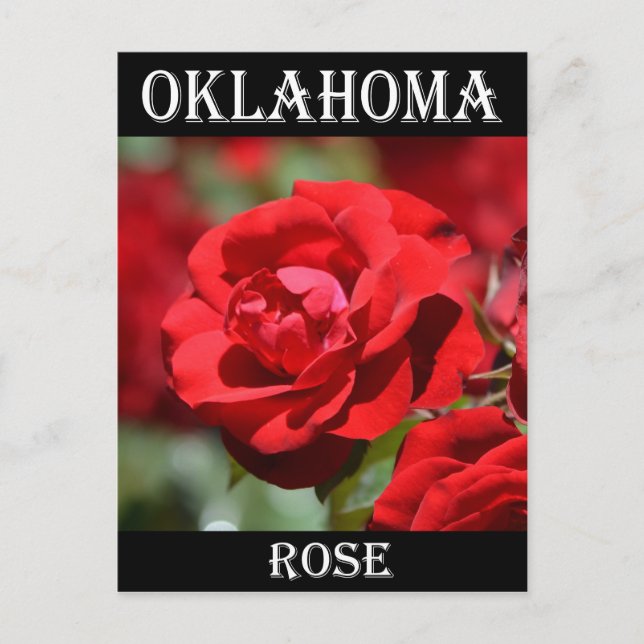 Oklahoma-Rose Postkarte (Vorderseite)