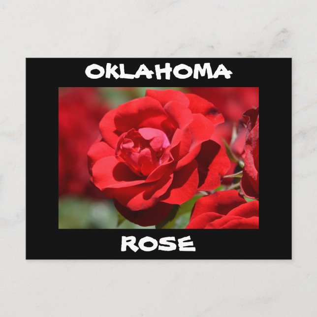 Oklahoma-Rose Postkarte (Vorderseite)