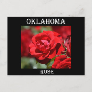 Oklahoma-Rose Postkarte