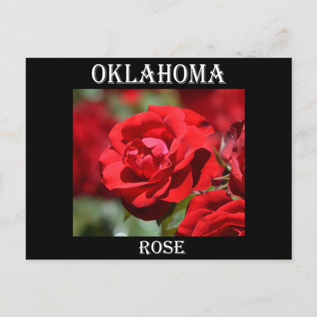 Oklahoma-Rose Postkarte (Vorderseite)